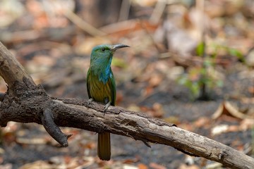 Bird