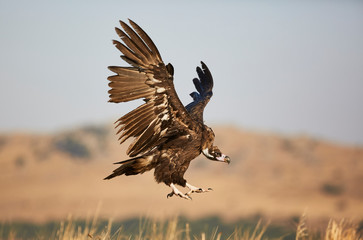 European vulture Black landing