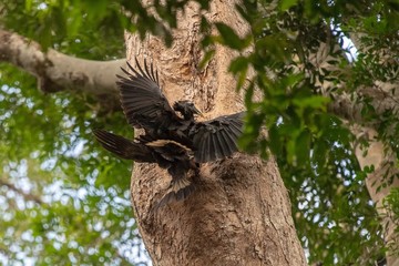 trunk of a tree