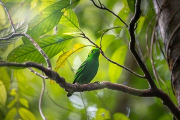 bird on branch