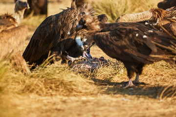 European vulture Black eating in nature
