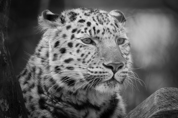 Black and white Jaguar portrait
