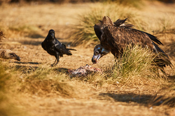 European vulture Black eating in nature