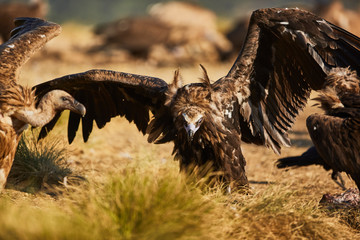 European vulture Black in nature