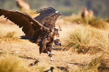 European vulture Black in nature