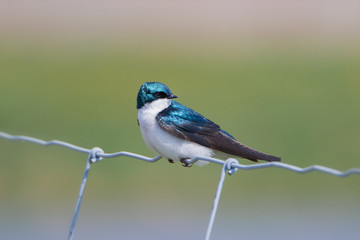 Tree swallow on wire fence looking over its shoulder