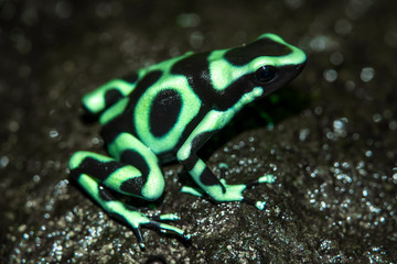 The green-and-black poison dart frog (Dendrobates auratus), or green-and-black poison arrow frog at Carara National Park, Costa Rica
