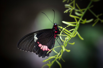 Cattle heart butterfly on green vegetation