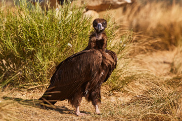 European vulture Black in nature