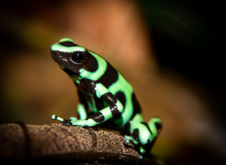 The green-and-black poison dart frog (Dendrobates auratus), or green-and-black poison arrow frog at Carara National Park, Costa Rica