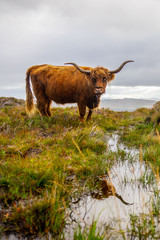 Scottish highland cows