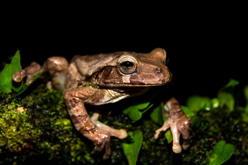 Smilisca baudinii, common Mexican tree frog, Mexican tree frog, Baudin's tree frog or Van Vliet’s frog at Sarapiqui, Costa Rica. 