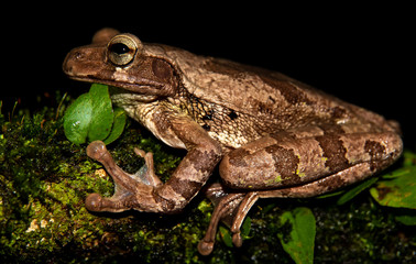 Smilisca baudinii, common Mexican tree frog, Mexican tree frog, Baudin's tree frog or Van Vliet’s frog at Sarapiqui, Costa Rica. 