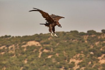 Plakat European vulture Black eating in nature
