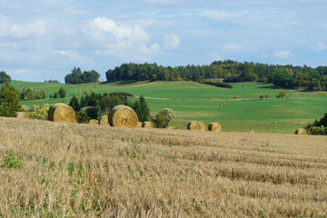 Rolled haystacks in field in early autumn