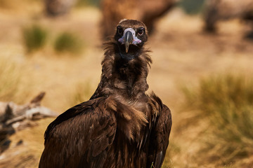European vulture Black eating in nature