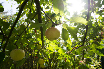 Apfel im Gegenlicht am Baum