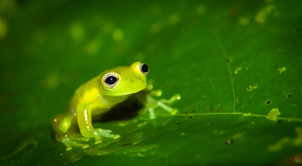 Teratohyla spinosa glass frog (spiny cochran frog) of the family of centrolenidae on a green leaf in the jungle of Costa Rica. Found in the jungle of Sarapiqui. 