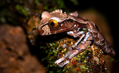 Spiny-headed tree frog, Anotheca spinosa, at Braulio Carrillo national Park, Costa Rica. 