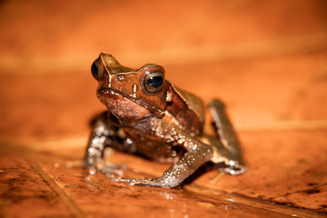 Truando toad, Rhaebo haematiticus, formerly known as bufo heamatiticus. True toad, family of bufonidae. Found at Sarapiqui, Costa Rica.
