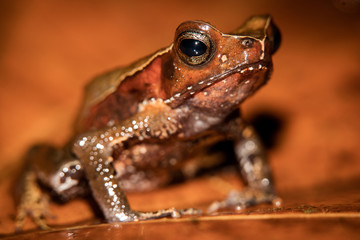 Truando toad, Rhaebo haematiticus, formerly known as bufo heamatiticus. True toad, family of bufonidae. Found at Sarapiqui, Costa Rica.