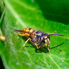 Macro shot of a wasp (Polistes dominula) sitting on a leaf and cleaning its antennae.
