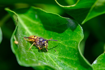 Macro shot of a wasp (Polistes dominula) sitting on a leaf and cleaning its antennae.