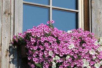 Fenster mit Sommerbepflanzung, Petunien an einem Fenster
