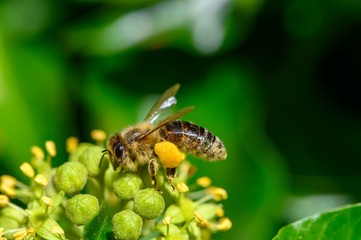 Macro shot of a bee (Apis) sitting on ivy flowers and covered with pollen all over.