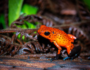 Cahuita National Park, Costa Rica wildlife. Strawberry poison frog or strawberry poison-dart frog (Oophaga pumilio) a small poison dart frog, common in Central America. Also called blue jeans frog. 