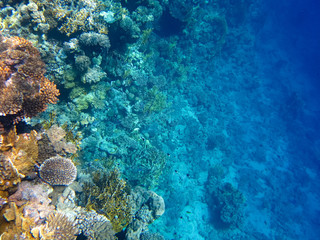 underwater world of the red sea, corals and exotic fish