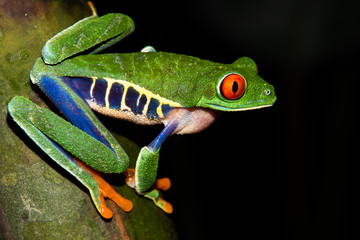 Symbol of Costa Rica wildlife: red eyed treefrog (Agalychnis callidryas) at tortuguero national park. 