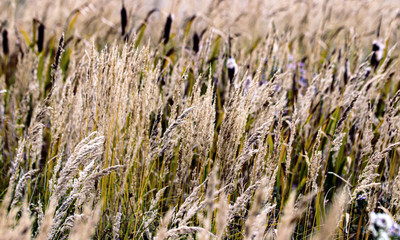 Bushgrass field wild grass and Typha Bulrush movement under the wind in sunset light countryside swampy meadow. © PhoenixNeon