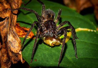 Wandering spider eating a pristimantis ridens frog. 