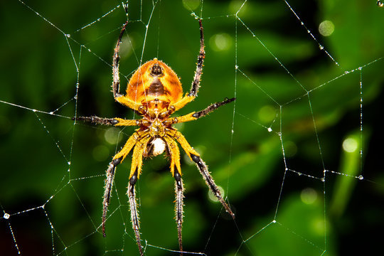 Spider in its spider's web, waiting for its prey. Photo taken in the jungle of Costa Rica, Barbilla National Park. 