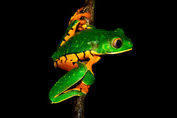 Splendid tree frog or splendid leaf frog (Cruziohyla calcarifer). A beautiful frog with tiger stripes. Barbilla national park, Costa Rica.