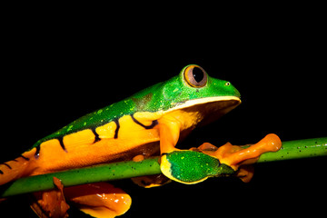 Splendid tree frog or splendid leaf frog (Cruziohyla calcarifer). A beautiful frog with tiger stripes. Barbilla national park, Costa Rica.