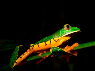 Splendid tree frog or splendid leaf frog (Cruziohyla calcarifer). A beautiful frog with tiger stripes. Barbilla national park, Costa Rica.