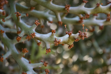 Nature and Plant