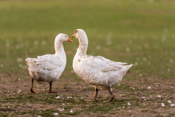 A lot of  white fattening geese on a meadow
