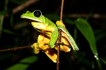Gliding tree frog (Agalychnis spurrelli) sitting on a branch at the Osa Peninsula, corcovado national park. 