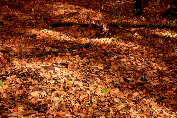 autumn landscape. View of the autumn park for the background.