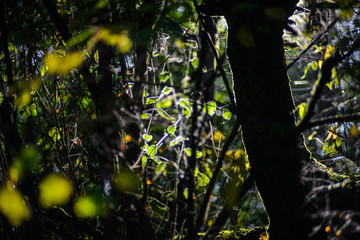 Green Lush Leaf In The Background Of The Pacific Northwest Forest With Darker Foreground Of Tree And Branches, Washington, United States