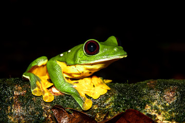 Gliding tree frog (Agalychnis spurrelli) sitting on a branch at the Osa Peninsula, corcovado national park. 