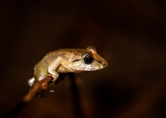 Pristimantis ridens,  common name pygmy rain frog or Rio San Juan robber frog at the pacific lowlands of Costa Rica. Family of Craugastoridae, or flechbelly frogs. 