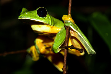 Gliding tree frog (Agalychnis spurrelli) sitting on a branch at the Osa Peninsula, corcovado...