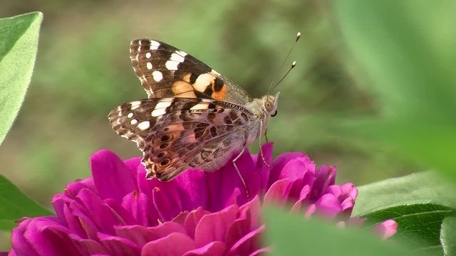 Pinke Zinnie und ein Distelfalter (Schmetterling)