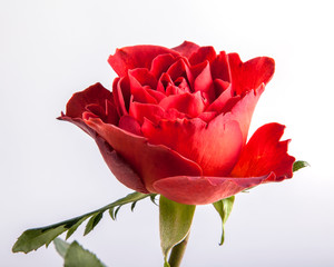 Beautiful single bright red rose