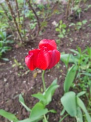 Obraz premium Red tulip in the home garden in early spring