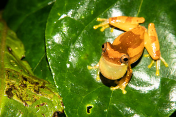 Wildlife of Costa Rica. Hourglass tree frog (Dendropsophus ebraccatus) from the Hylidae Family in Costa Rica, guayacan rainforest reserve in the province of Limon. 